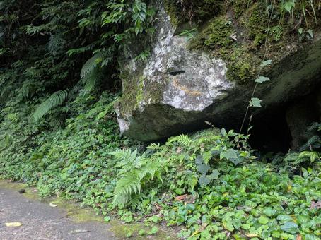 瀧見遊歩道と巨石、暗い隙間、生い茂る植物 瀧見遊歩道と巨石、暗い隙間、生い茂る植物 瀧見遊歩道,雄川の滝,大きな岩の写真素材