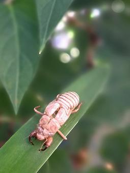 セミの脱け殻 セミ,脱け殻,生き物の写真素材