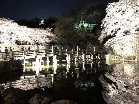 夜桜 夜桜,桜,夜の写真素材