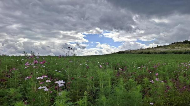 咲き始めのコスモス 咲き始めのコスモス コスモス,秋,コスモス畑の写真素材