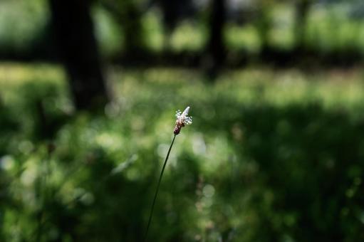 Photo, heraooba, plantagonaceae, plantain, 