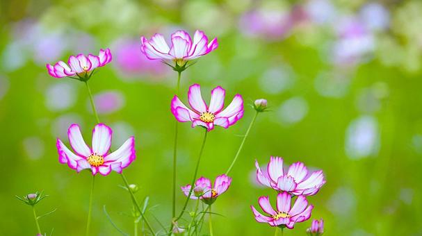 かわいいコスモスの花 コスモス,秋桜,秋の写真素材