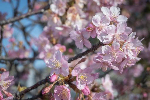 Yoritomo Cherry Blossoms, JPG