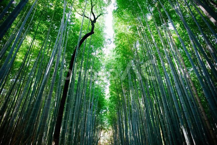 嵐山、竹林の小径 竹林,嵐山,竹の写真素材