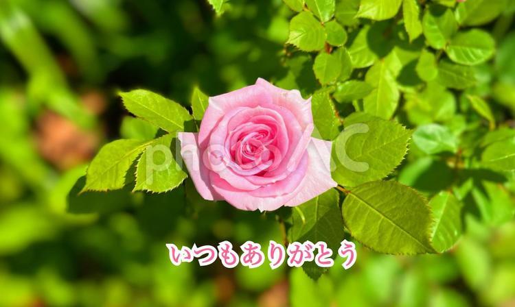 ピンクの薔薇とありがとうの言葉 バラ,薔薇,ピンクの写真素材
