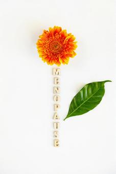 茎の部分が「MENOPAUSE」の文字になっている花 生理,月経,menopauseの写真素材