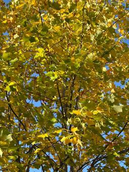 黄色に色づく秋の木々 秋,黄葉,木の写真素材
