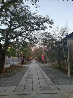 千葉県-法華経寺-参道 法華経寺,寺,正中山の写真素材