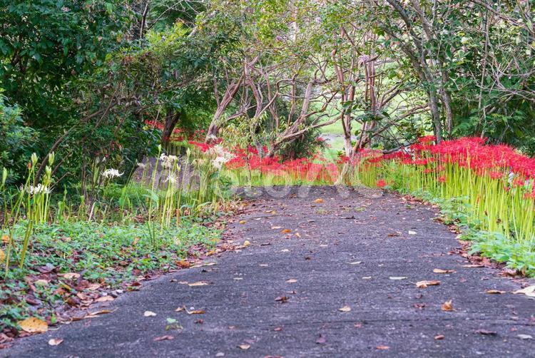 紅白の彼岸花の咲く河川敷の下り坂 彼岸花,曼珠沙華,草花の写真素材