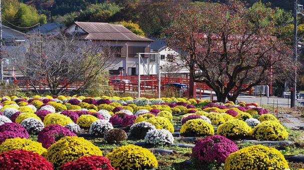 秋の厚木市飯山・菊の花&庫裡橋・神奈川県 秋の厚木市飯山・菊の花&庫裡橋・神奈川県 秋,菊,花の写真素材