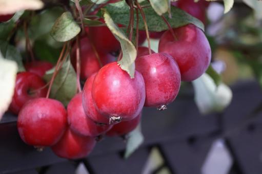 枝先の赤く色づく姫リンゴの実のアップ 枝先,赤く,色づくの写真素材