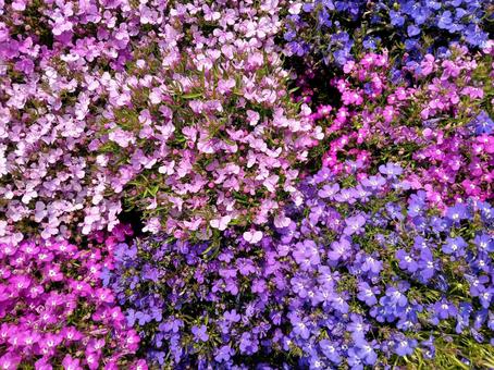 Moss phlox, JPG