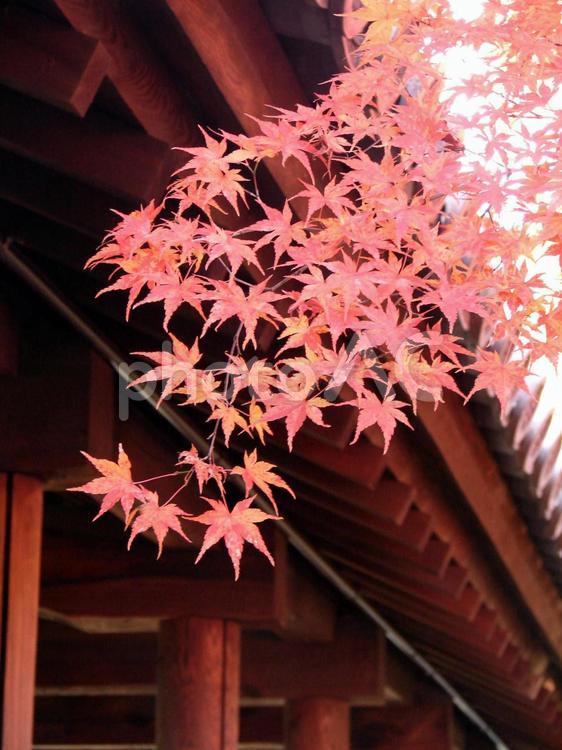 京都　紅葉シーズンの東福寺　赤もみじ　縦 紅葉,モミジ,もみじの写真素材