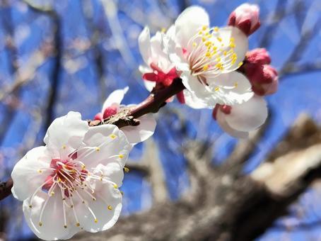 Light red plum 002, plum, plum, plum blossom, JPG