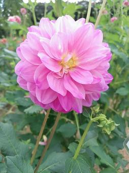 世羅高原のピンクのダリアの写真