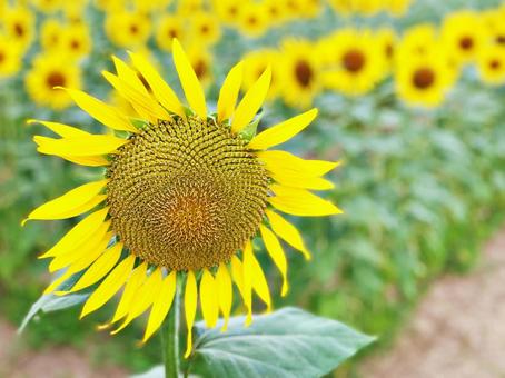 夏のひまわり畑 花アップ 夏のひまわり畑 花アップの写真