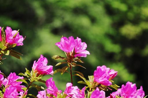 Azalea, JPG Azalea, JPG