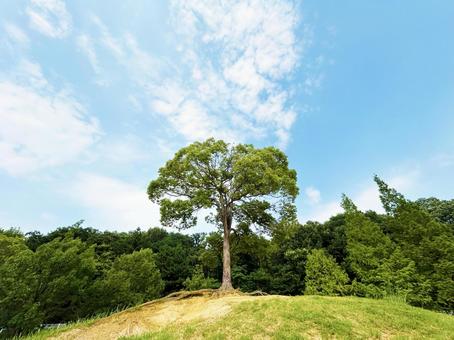 大高緑地公園にあるペレーの木と青空 木々,木,樹木の写真素材