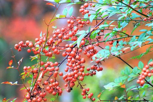 南天の赤い実 南天,赤い実,花木の写真素材