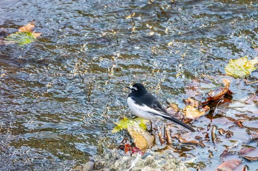 セグロセキレイ⑹ 鳥,セグロセキレイ,野鳥の写真素材