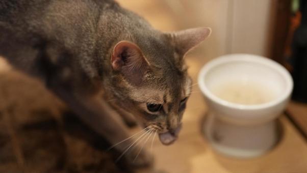 Photo, abyssinian, kitty litter, cat, 