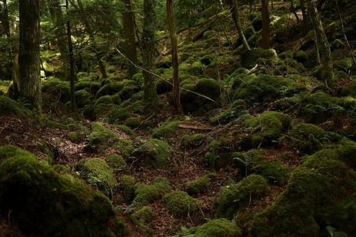 Landscape Aokigahara Jukai, JPG Landscape Aokigahara Jukai, 青木原, 青木原樹海, 鋸開, JPG
