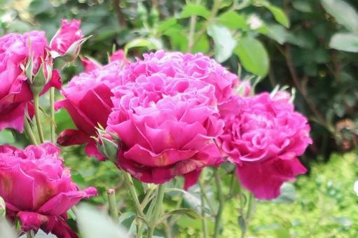 バラ rose バラ roseの写真