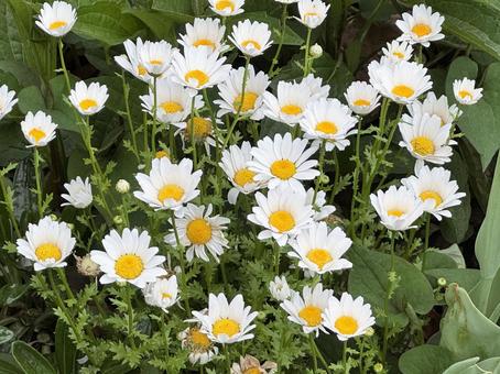 春の花 春の花 春の花,ガーデニング,春の写真素材