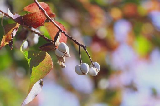ナンキンハゼの実② ナンキンハゼ,木の実,秋の写真素材