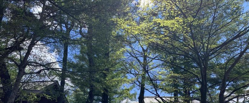 Photo, woods, wood, sky, 