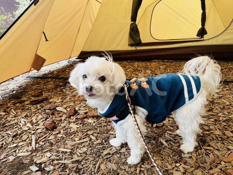 犬の散歩 ウッドチップ,イメージ,テクスチャの写真素材