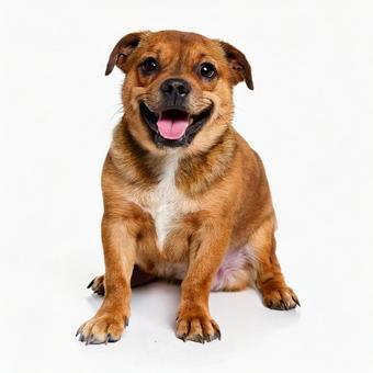 笑っている犬の写真