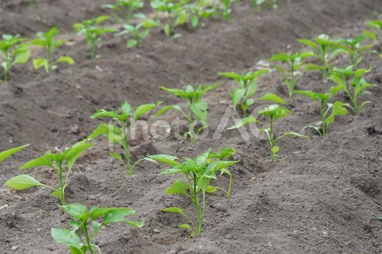 野菜を植えた畑 野菜,植えた,畑の写真素材