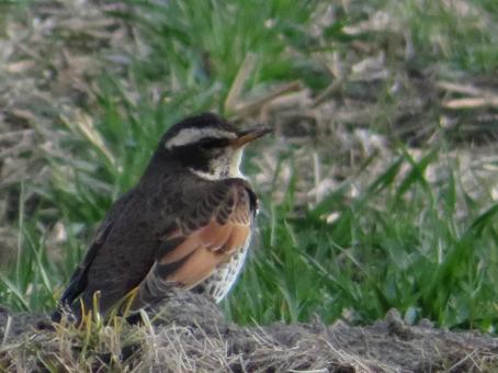 Wild bird thrush, JPG Wild bird thrush, JPG