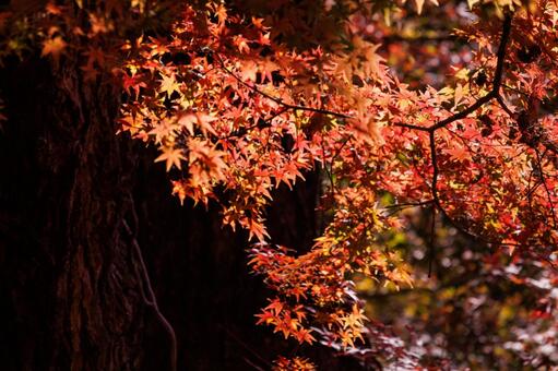 日差しを浴びて真っ赤に色づく紅葉 紅葉,秋,風景の写真素材