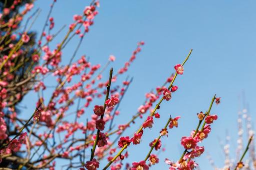 青空に映える満開の紅梅 梅,迎春,梅の花の写真素材