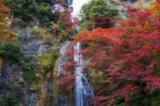 紅葉風景 紅葉風景,紅葉,箕面の写真素材