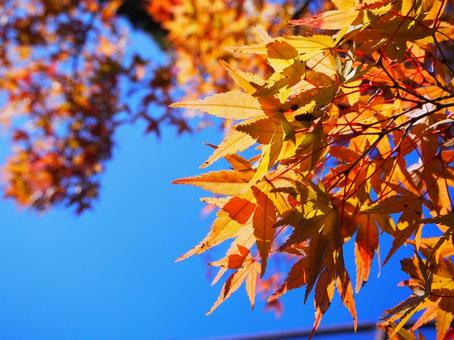 紅葉と青空⑥ 紅葉と青空⑥の写真