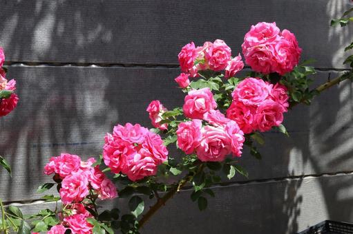 バラ園にてピンクの薔薇を撮影しました 花,薔薇,自然の写真素材