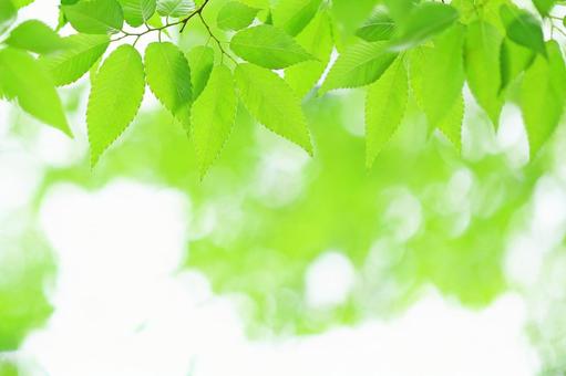 新緑の葉っぱ ケヤキのさわやかな若葉 新緑の葉っぱ ケヤキのさわやかな若葉 新緑,若葉,ケヤキの写真素材