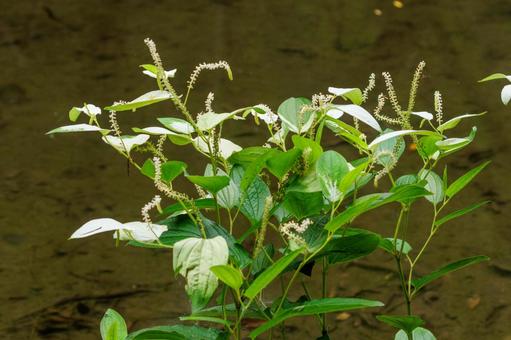 Flowers of the Japanese lantern plant with white leaves, JPG Flowers of the Japanese lantern plant with white leaves, JPG