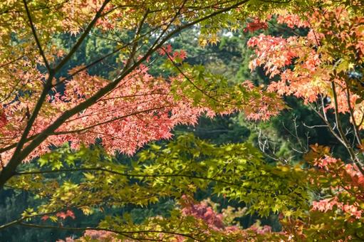 綺麗に色づいたモミジ もみじ,モミジ,紅葉の写真素材