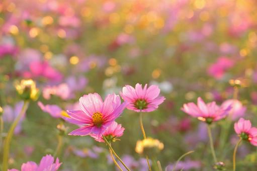 Cosmos field Autumn scenery, JPG