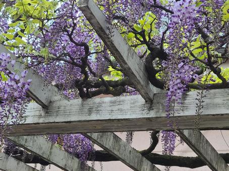 Wisteria trellis, JPG Wisteria trellis, JPG