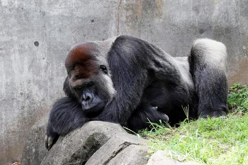 昼寝をしようとするニシゴリラ 昼寝をしようとするニシゴリラの写真