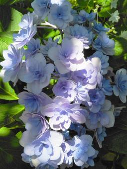 Hydrangea in the sunlight filtering through the trees, hydrangea, hydrangea, hydrangea, JPG