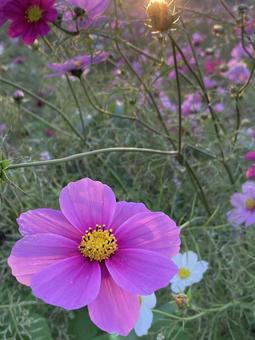 秋の夕暮れ時に咲きほこるコスモスの花 コスモス,秋桜,花の写真素材