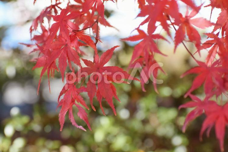 鎌倉の紅葉 紅葉,もみじ,モミジの写真素材