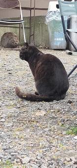黒猫4 黒猫4の写真