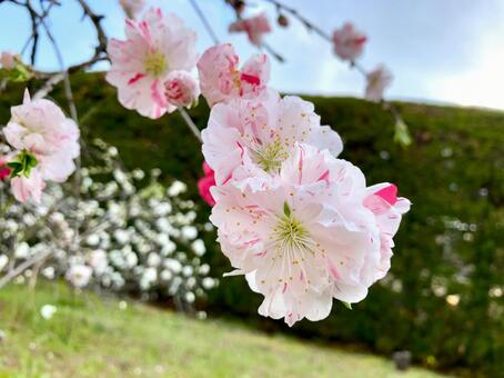 桃の花 桃,花,ピンクの写真素材